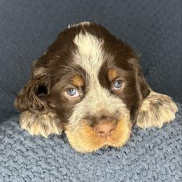 POLAR - Tri-Roan male English Springer Spaniel puppy in Billings, Montana from M&M Fuzzy Bottom Friends