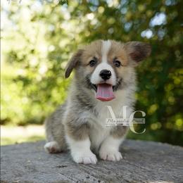 Rex - Red male Pembroke Welsh Corgi puppy in Straughn, Alabama from Magnolia Creek Corgis