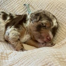 Blue - Merle female Goldendoodle puppy in Hesperia, Michigan from Red Acres Poodles & Doodles