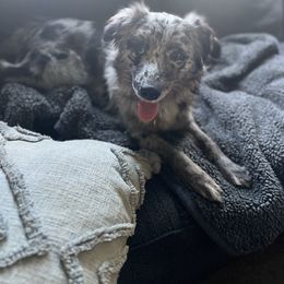 Australian Shepherd All Grown Up from Aussie Angels