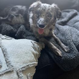 Australian Shepherd All Grown Up from Aussie Angels