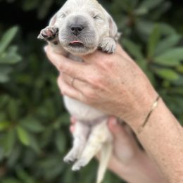 Golden Retriever Puppies from Sanctuary Ranch Goldens