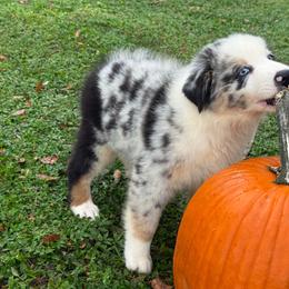 Stone - Blue merle male Australian Shepherd puppy in Oak Hill, Florida from Swingin T Ranch LLC