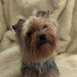 Honey - Yorkshire Terrier