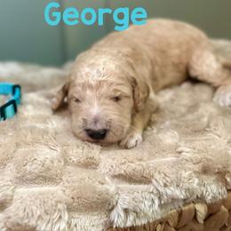 George - Apricot male Goldendoodle puppy in Pasadena, Texas from Toledo Creek Doodles