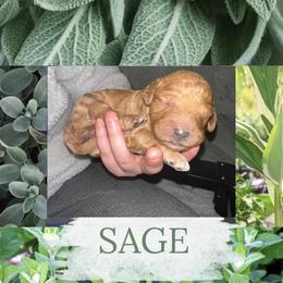 Sage - Apricot female Goldendoodle puppy in Prosperity, Pennsylvania from Stelladoodles & Company