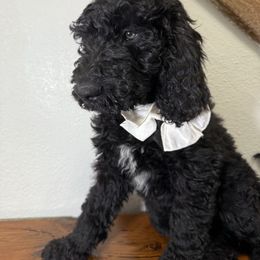 Macaroni - Black Goldendoodle puppy in Saint Louis, Missouri from Jax Doodles