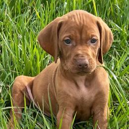 Female 5 - Golden rust female Vizsla puppy in Covington, Louisiana from Six Hitch Farm