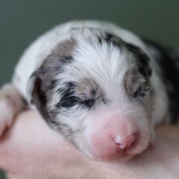 Ornn - Blue merle male Border Collie puppy in Kalispell, Montana from North Fork Border Collies