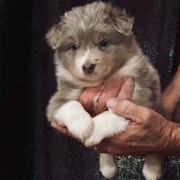 Firefly - Dilute red female Australian Shepherd puppy in Canton, Mississippi from Haven Farms Australian Shepherds