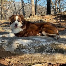 She-ra  - Miniature Australian Shepherd