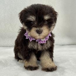 Chloe Female 2 AKC Mega Coat - Liver female Miniature Schnauzer puppy in Pageland, South Carolina from New Haven Farms