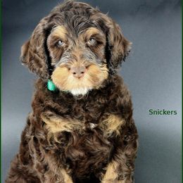 Snickers - Chocolate male Australian Labradoodle puppy in Billings, Montana from Doodle Around
