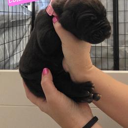 Bella - Black female Great Dane puppy in Longview, Texas from Lazy A Danes