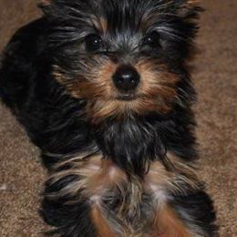 Yorkshire Terriers from Majestic Yorkies