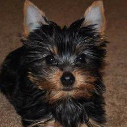 Yorkshire Terriers from Majestic Yorkies
