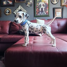 Acorn (Black Spotted) - White and black male Dalmatian puppy in Salem, Missouri from Paradise Spots Dalmatians