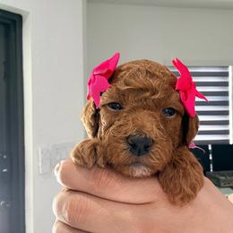 Éclair - Apricot female Goldendoodle puppy in Miami, Florida from Haus of Pawz
