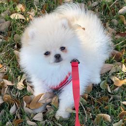 Sands - Cream male Pomeranian puppy in Wilmington, North Carolina from Sparkle Plenty Poms
