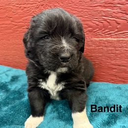 Bandit - White and black male Newfoundland puppy in Goodhue, Minnesota from Claypits Newfoundlands