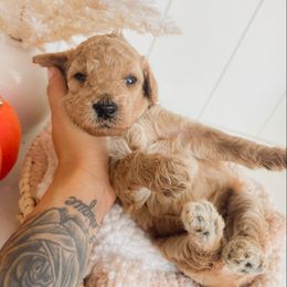 Maple - Apricot female Goldendoodle puppy in Atwater, California from Alvdoodles