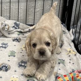 Lilly - Buff female Cocker Spaniel puppy in Ocala, Florida from Ray of Sunshine Spaniels LLC
