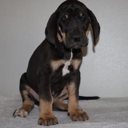 Muffin - Black female Great Dane puppy in Edinburg, Texas from Chestnut Great Danes