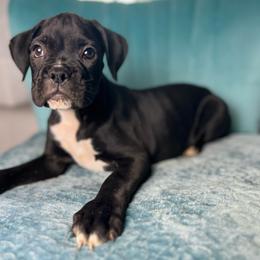 Boy 1 - Brindle male Boxer puppy in Prestonsburg, Kentucky from Diamond Standard Boxers