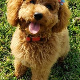 Goldendoodles from Life is Golden with a Doodle