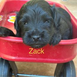 Zack F1B - Black phantom male Aussiedoodle puppy in Oklahoma City, Oklahoma from Foneb Farm - The F1B Farm