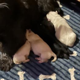 Winston - Wheaten male Scottish Terrier puppy in San Diego (Jamul), California from Lee Valley Scotties