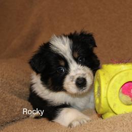 Rocky Balboa - Tri-color male Border Collie puppy in Crawfordsville, Indiana from Rescued Dreams Border Collies