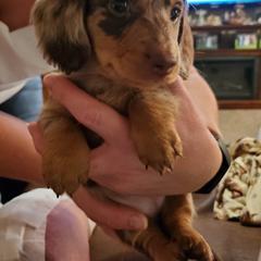 Dachshund Puppies from Laxen's Dachshunds of Minnesota