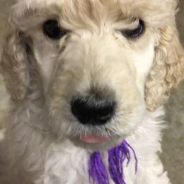 Poodle Puppies from Gwynt Standard Poodles