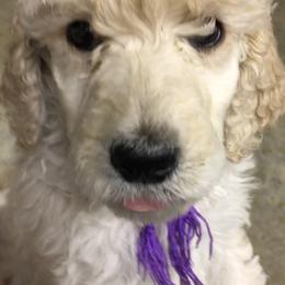 Poodle Puppies from Gwynt Standard Poodles