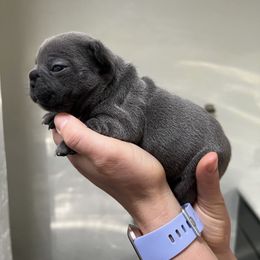 French Bulldog Puppies from Odom Frenchies
