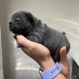 French Bulldog Puppies from Odom Frenchies