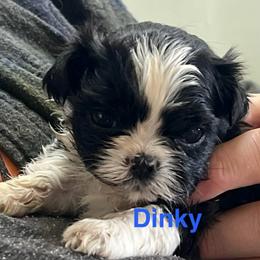 Cupid - Black and white male Shih Tzu puppy in Bloomfield, Indiana from Meihem Pups