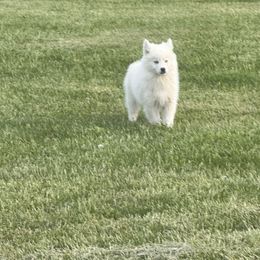 Pierre - White Pomsky puppy in Bucyrus, Missouri from Hill Top Pomskies