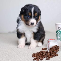 Australian Shepherd Puppies from Badlands Australian Shepherds