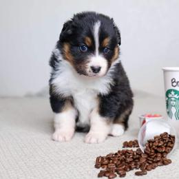 Australian Shepherd Puppies from Badlands Australian Shepherds