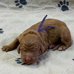 Purple - Apricot female Goldendoodle puppy in Rockford, Ohio from 419 Goldendoodles