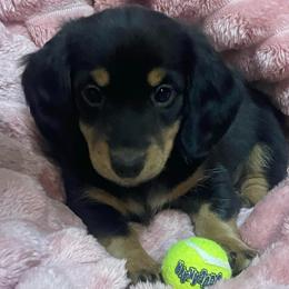 Claus - Black and tan male Dachshund puppy in Mountain Home, Idaho from Desert Wind Dachshunds