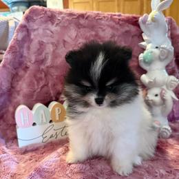Willow - Black and tan parti female Pomeranian puppy in Success, Missouri from Sweet Success