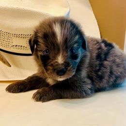 Smokey - Blue merle male Miniature Australian Shepherd puppy in White Plains, Kentucky from Garrett’s Ridge Farm