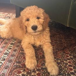 Harry (the second) - Cream male Goldendoodle puppy in De Land, Florida from Rezapour Doodle Estate