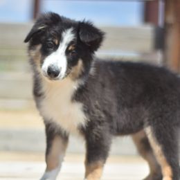Lemon - Black tri-color female Australian Shepherd puppy in Delta, Colorado from PTK Ranch