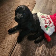 Double Doodle Puppies from Christina's Double Doodles