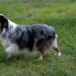 Miniature Australian Shepherd and Toy Australian Shepherd All Grown Up from Long's lil Aussies