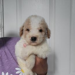 Simba - Apricot male Goldendoodle puppy in Milwaukwe, Wisconsin from Wisconsin Doodles